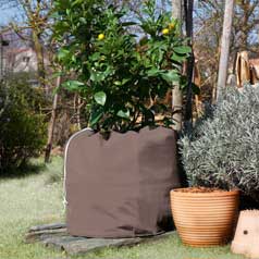 Proteo das plantas em vasos Winterpot